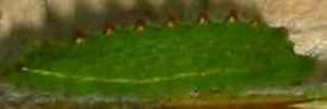 Larvae